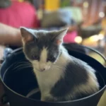 Selene in a cauldron