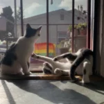 The girls playing in the sun near the front door.